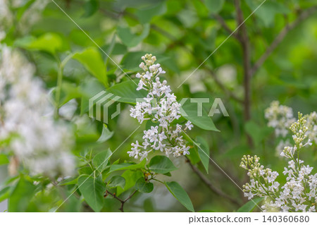 White lilac cluster with soft bokeh, delicate panicles of tiny blossoms, fresh green leaves, gentle natural light, tranquil garden atmosphere, subtle fragrance suggestion White lilac cluster with soft bokeh, delicate panicles of tiny blossoms, fresh green leaves, gentle natural light, tranquil garden atmosphere, subtle fragrance suggestion 140360680