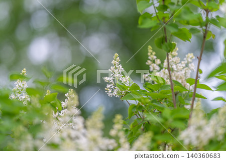 Dewy woodland scene. Peaceful morning with blooming branches. Serene early day amid soft tones and dew. Calm woodland setting with dewcovered lilacs and gentle hues Dewy woodland scene. Peaceful morning with blooming branches. Serene early day amid soft tones and dew. Calm woodland setting with dewcovered lilacs and gentle hues 140360683