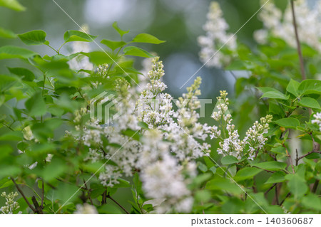 Lilac scent relaxes. Fresh greenery enhances serenity. Springtime blossoms bring peaceful aromatic sensations. Aroma of white lilacs promotes calmness and rejuvenation in nature Lilac scent relaxes. Fresh greenery enhances serenity. Springtime blossoms bring peaceful aromatic sensations. Aroma of white lilacs promotes calmness and rejuvenation in nature 140360687
