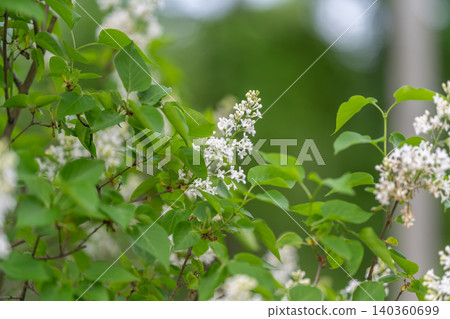 Lilac plant details. Detailed view of white lilac clusters and vibrant foliage. Highresolution imagery captures intricate petal textures and lush green leaf structures Lilac plant details. Detailed view of white lilac clusters and vibrant foliage. Highresolution imagery captures intricate petal textures and lush green leaf structures 140360699