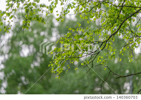 Gentle forest foliage scene. Calm and ecoconscious composition of delicate leaf details. Peaceful scene featuring dewkissed birch leaves in softly blurred forest backdrop 140360703