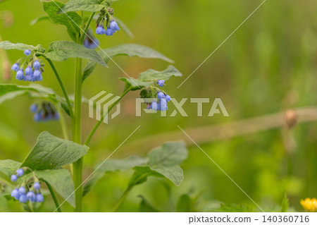 Delicate blue blooms on green stem, botanist cataloging specimen in shaded meadow, soft bokeh background, nettle leaves, dewy texture on petals, muted summer light Delicate blue blooms on green stem, botanist cataloging specimen in shaded meadow, soft bokeh background, nettle leaves, dewy texture on petals, muted summer light 140360716