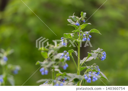 Wild blue flowers in dewy meadow, soft bokeh background, tall grass, delicate petals with morning moisture, tranquil mood for mindfulness, slow living and botanical visual content Wild blue flowers in dewy meadow, soft bokeh background, tall grass, delicate petals with morning moisture, tranquil mood for mindfulness, slow living and botanical visual content 140360754