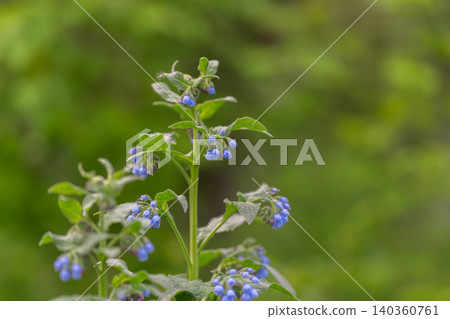Softfocus image of blooming wildflower with dew and lush green background. Tranquil morning scene featuring fragile wildflower with dew drops and blurred greenery Softfocus image of blooming wildflower with dew and lush green background. Tranquil morning scene featuring fragile wildflower with dew drops and blurred greenery 140360761