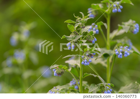 Gentle floral backdrop. Springthemed blurred flower scene. Soft blue flowers with lush green background. Dreamy floral image with calm colors for branding projects 140360773