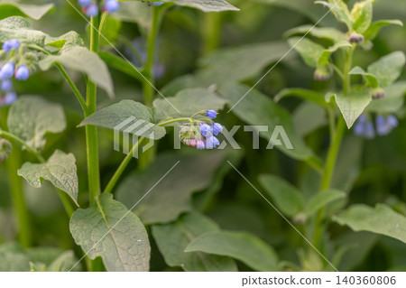 Blue bellflower clusters among green leaves, morning light and soft bokeh, botanical macro showing hairy foliage and bellshaped petals, gardener field sample for identification Blue bellflower clusters among green leaves, morning light and soft bokeh, botanical macro showing hairy foliage and bellshaped petals, gardener field sample for identification 140360806