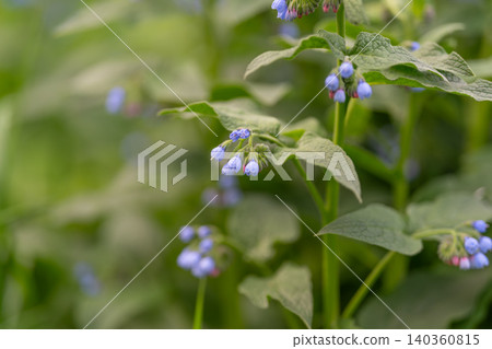 Serene garden during spring featuring gentle blue blossoms. Quiet and calm garden scene in spring highlighting delicate blue petals alongside soft lighting and gentle atmosphere 140360815