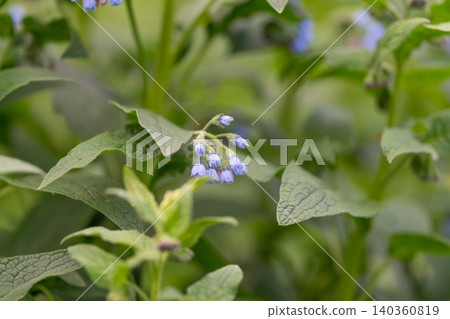 Green leaves highlight vibrant flowers. Botanical scenery with vivid blue blossom details. Lush plant life showcases vivid blue flower pattern framed by detailed foliage Green leaves highlight vibrant flowers. Botanical scenery with vivid blue blossom details. Lush plant life showcases vivid blue flower pattern framed by detailed foliage 140360819
