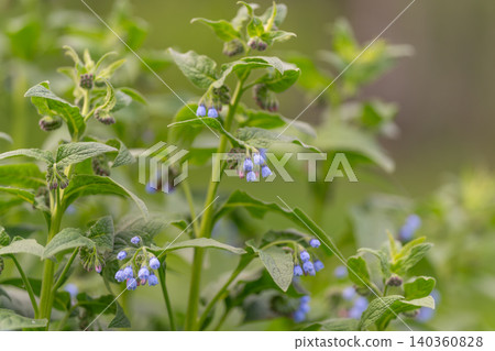 Blue flower closeup. Curved stems hold delicate blue blossoms visibly. Close examination of hanging blue flowers with detailed leaf textures and gentle background blur Blue flower closeup. Curved stems hold delicate blue blossoms visibly. Close examination of hanging blue flowers with detailed leaf textures and gentle background blur 140360828