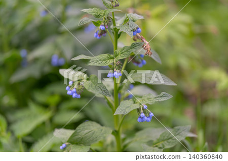 Study of blue bell. Analyzing clustered blue bell for scientific research purposes. Documenting biological sample of blue bell with tubular flowers and rugged leaves Study of blue bell. Analyzing clustered blue bell for scientific research purposes. Documenting biological sample of blue bell with tubular flowers and rugged leaves 140360840