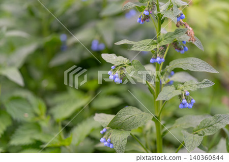 Serene bluebell flowers on high stems with textured foliage background. Peaceful early morning landscape featuring delicate bluebells on tall stems and muted surroundings Serene bluebell flowers on high stems with textured foliage background. Peaceful early morning landscape featuring delicate bluebells on tall stems and muted surroundings 140360844