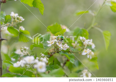 Beetle feeding on spring pollen. Shiny green insect among blooming flowers and leaves. Lustrous green beetle foraging amidst delicate white flowers and tender spring foliage 140360851