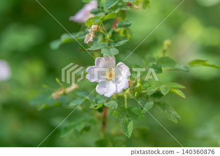 Single wild rose blossom amid thorny stems and textured leaves, tender petals and emerging buds, field study feel, native meadow story suggesting pastoral serenity Single wild rose blossom amid thorny stems and textured leaves, tender petals and emerging buds, field study feel, native meadow story suggesting pastoral serenity 140360876