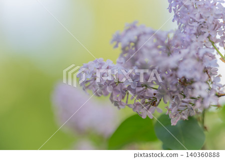 Soothing floral ambiance. Relaxing lavender blossom environment. Calming scent of lavender in nature. Aromatic lilac bundle fostering tranquility and mindfulness atmosphere Soothing floral ambiance. Relaxing lavender blossom environment. Calming scent of lavender in nature. Aromatic lilac bundle fostering tranquility and mindfulness atmosphere 140360888