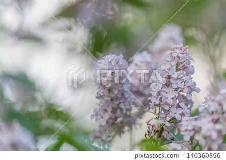Soft purple flowers evoke peaceful rural and vintage film impressions. Gentle lilac blossoms inspire nostalgic feelings of rural tranquility and classic film atmosphere Soft purple flowers evoke peaceful rural and vintage film impressions. Gentle lilac blossoms inspire nostalgic feelings of rural tranquility and classic film atmosphere 140360896