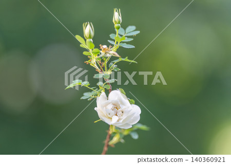 Closeup of white rose with intricate textures and horticultural insight. Artistic image showing unopened white rose buds with detailed petal and stem examination Closeup of white rose with intricate textures and horticultural insight. Artistic image showing unopened white rose buds with detailed petal and stem examination 140360921
