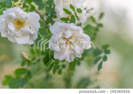 Soft pastel roses with bokeh. Romantic scene featuring white roses and blurred background. Delicate composition highlighting white roses with gentle pastel hues and bokeh Soft pastel roses with bokeh. Romantic scene featuring white roses and blurred background. Delicate composition highlighting white roses with gentle pastel hues and bokeh 140360936
