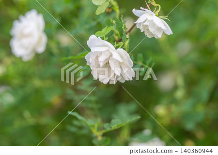 Gentle white blossoms droop. Serene scene of fading flowers over vibrant foliage. Tranquil landscape with wilting white flowers resting upon rich green surroundings Gentle white blossoms droop. Serene scene of fading flowers over vibrant foliage. Tranquil landscape with wilting white flowers resting upon rich green surroundings 140360944
