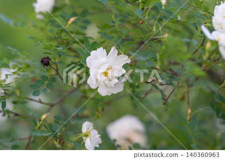 Thorny branch with blooming white roses. Late summer scene with dried hips and soft textures. White roses gather on thorned branches amidst dried summer hips and gentle shades Thorny branch with blooming white roses. Late summer scene with dried hips and soft textures. White roses gather on thorned branches amidst dried summer hips and gentle shades 140360963