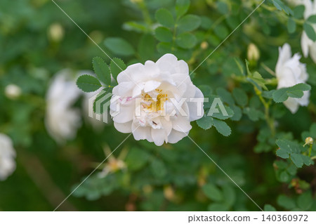 Green leaves with blooming roses. Morning sunlight illuminates delicate garden flowers. Serene mixture of blossoming white roses and lush green foliage in morning light 140360972