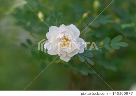 Soft white bloom reveals golden center. Graceful rose with delicate shadows and vibrant stamens. Elegant white flower surrounded by lush green leaves and subtle shading Soft white bloom reveals golden center. Graceful rose with delicate shadows and vibrant stamens. Elegant white flower surrounded by lush green leaves and subtle shading 140360977