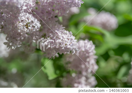 Scientific closeup capturing fragile lilac petals and stamens. Highresolution image emphasizing intricate details of lilac blossoms and their reproductive structures Scientific closeup capturing fragile lilac petals and stamens. Highresolution image emphasizing intricate details of lilac blossoms and their reproductive structures 140361003