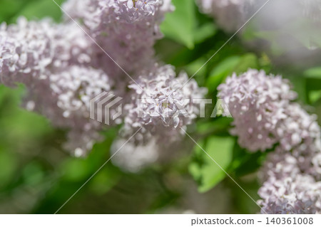 Light purple blossoms overlaying lush verdant plant life outdoors. Subtle lavendercolored flowers intertwined with dense green foliage in peaceful natural setting Light purple blossoms overlaying lush verdant plant life outdoors. Subtle lavendercolored flowers intertwined with dense green foliage in peaceful natural setting 140361008