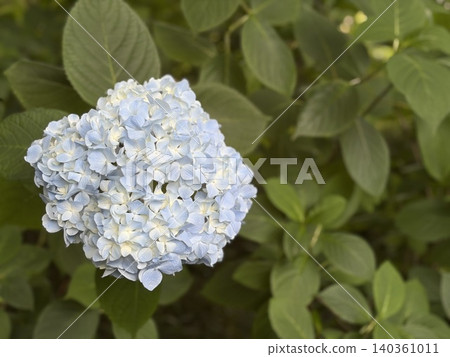 淺藍色繡球花在綠色散景背景下的特寫（初夏）。 140361011