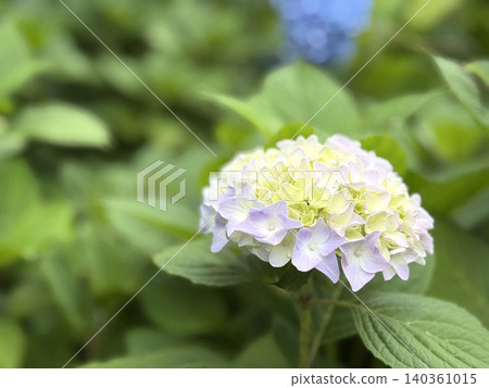 一張淡紫色和白色繡球花的微距照片,花瓣舒展開來,姿態嬌嫩。 一張淡紫色和白色繡球花的微距照片,花瓣舒展開來,姿態嬌嫩。 140361015