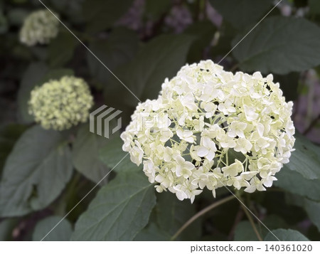 Two pure white Annabelle hydrangeas bloom side by side in the early summer garden. Two pure white Annabelle hydrangeas bloom side by side in the early summer garden. 140361020