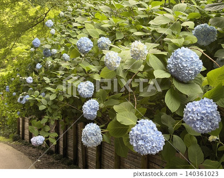 A walking path in early summer, lined with many blue hydrangeas in bloom along a wooden fence. A walking path in early summer, lined with many blue hydrangeas in bloom along a wooden fence. 140361023
