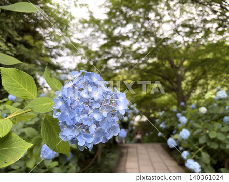 A scene of early summer where hydrangeas are in full bloom at the end of a small path. 140361024