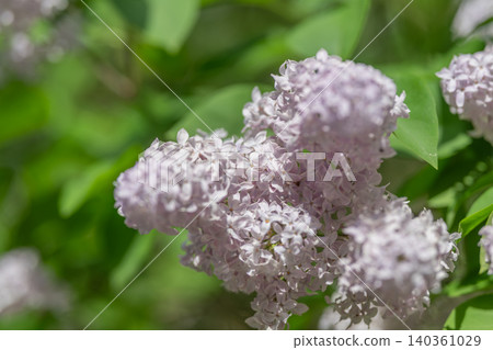 Gentle lavender blooms evoke serenity. Delicate violet bunches in lush garden scene. Light lavender bunches captured with delicate shadows and romantic ambiance Gentle lavender blooms evoke serenity. Delicate violet bunches in lush garden scene. Light lavender bunches captured with delicate shadows and romantic ambiance 140361029