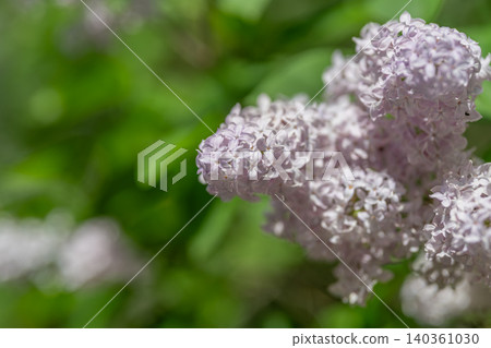 Closeup of lavender petals with delicate dew and peaceful background. Intimate view of pale purple lilac clusters adorned with shimmering dew in tranquil morning ambiance Closeup of lavender petals with delicate dew and peaceful background. Intimate view of pale purple lilac clusters adorned with shimmering dew in tranquil morning ambiance 140361030