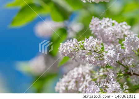 Bright colours under open sky. Colorful outdoor setting showcasing spring growth and vitality. Vivid and lively scene of spring with colorful foliage and clear blue sky Bright colours under open sky. Colorful outdoor setting showcasing spring growth and vitality. Vivid and lively scene of spring with colorful foliage and clear blue sky 140361031