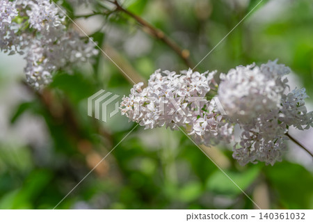 Gentle garden scene. Peaceful garden setting with lavender flower and tranquil hues. Serene landscape featuring trailing lilac stem with soothing green and purple tones 140361032