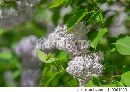 Closeup of tender lavender blossoms with soft color tones. Intimate view of light purple petal groupings capturing essence of romantic floral elegance for design projects Closeup of tender lavender blossoms with soft color tones. Intimate view of light purple petal groupings capturing essence of romantic floral elegance for design projects 140361033