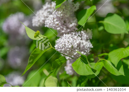 Vivid flower imagery. Bright lilac with detailed green foliage and stems. Luminous lilac blossoms accompanied by intricate veins and aromatic hints for outdoor visual guides Vivid flower imagery. Bright lilac with detailed green foliage and stems. Luminous lilac blossoms accompanied by intricate veins and aromatic hints for outdoor visual guides 140361034