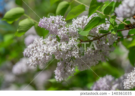 Soft flower imagery. Closeup of pale lilac blossoms with vibrant background. Bright picture capturing tender purple flowers surrounded by lush foliage and soft background Soft flower imagery. Closeup of pale lilac blossoms with vibrant background. Bright picture capturing tender purple flowers surrounded by lush foliage and soft background 140361035