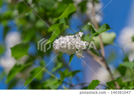 Detailed view of lilac flowers. Close inspection of lilac flower structure. Highresolution depiction of lilac flower with emphasis on veins and petal architecture 140361047