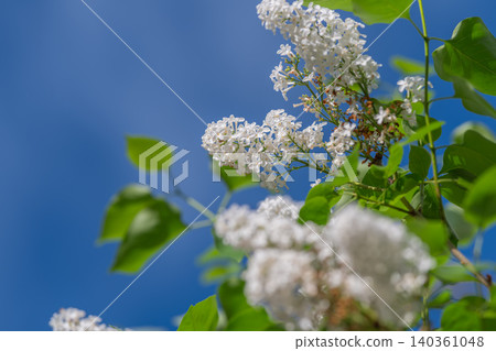 Gentle hues highlight delicate lilac blooms with dreamy background. Creamy lilac flowers with blurred leaves craft serene and romantic spring scene filled with soft colors Gentle hues highlight delicate lilac blooms with dreamy background. Creamy lilac flowers with blurred leaves craft serene and romantic spring scene filled with soft colors 140361048