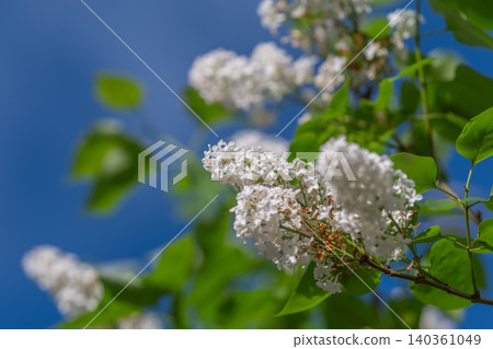Vivid floral scene. Bright lilacs in peaceful setting. Gentle afternoon sunlight bathes blooming flowers peacefully. Warm glow enhances soft petals in tranquil outdoor atmosphere Vivid floral scene. Bright lilacs in peaceful setting. Gentle afternoon sunlight bathes blooming flowers peacefully. Warm glow enhances soft petals in tranquil outdoor atmosphere 140361049