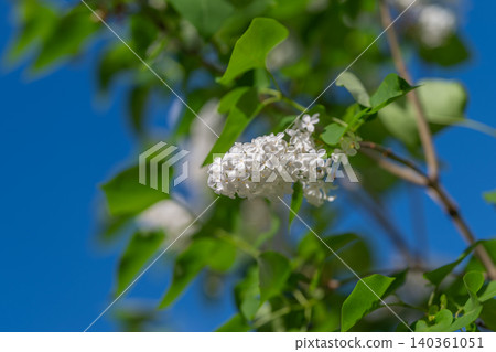 Purple flower simplicity. Blue sky highlights solitary bloom. Single lavender bouquet against clear daytime sky. Isolated purple flower emphasizes texture and minimalist style 140361051