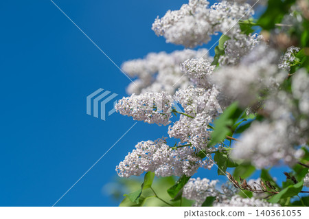 Sweet floral display. Beautiful lavender blossoms under blue sky. Scents of lilacs against bright summer sky. Purple lilac bunches contrast vividly with clear blue sky Sweet floral display. Beautiful lavender blossoms under blue sky. Scents of lilacs against bright summer sky. Purple lilac bunches contrast vividly with clear blue sky 140361055
