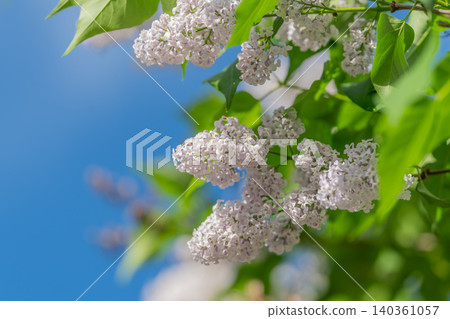 Closeup of vibrant green leaves. Fresh spring scene with blooming lilacs and vibrant foliage. Detailed view of white lilac flowers amidst clear blue sky and lively green leaves 140361057