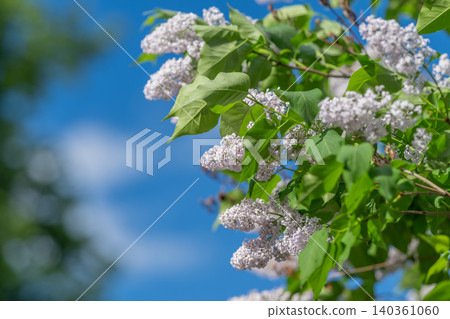 Bright lilac flowers and lush leaves adorn sunny outdoor setting. Vibrant scene of blooming lilacs and abundant foliage under clear blue sky perfect for promotional visuals Bright lilac flowers and lush leaves adorn sunny outdoor setting. Vibrant scene of blooming lilacs and abundant foliage under clear blue sky perfect for promotional visuals 140361060