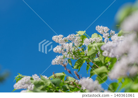Vivid canopy against bright sky. Bright lilac cover soaring in pure blue atmosphere. Elevated view of violet leaves stretching towards clear sky for travel and nature themes Vivid canopy against bright sky. Bright lilac cover soaring in pure blue atmosphere. Elevated view of violet leaves stretching towards clear sky for travel and nature themes 140361061