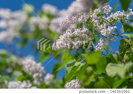 Gentle pastel composition. Soft lavender bunches with tranquil background effect. Peaceful pastel colors featuring gentle bokeh and subtle leaf details for serenity themes Gentle pastel composition. Soft lavender bunches with tranquil background effect. Peaceful pastel colors featuring gentle bokeh and subtle leaf details for serenity themes 140361062
