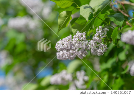 Sunny sky with blooming flowers. Bright scene featuring blooming lilacs and sunny outdoor atmosphere. Luminous scene showing vibrant lilacs under radiant sky and sunlight 140361067
