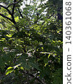 Japanese pepper trees bearing fruit in the forest in early summer. Japanese pepper trees bearing fruit in the forest in early summer. 140361068